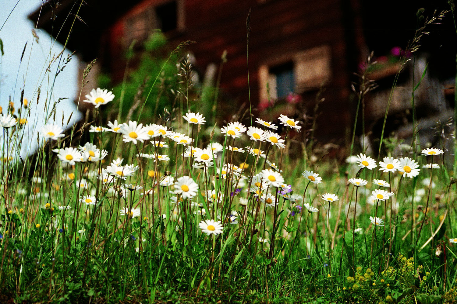 Frühlingsblumen