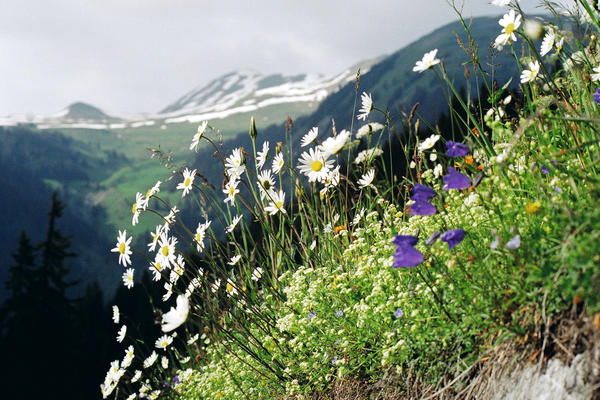 Wiesenblumen