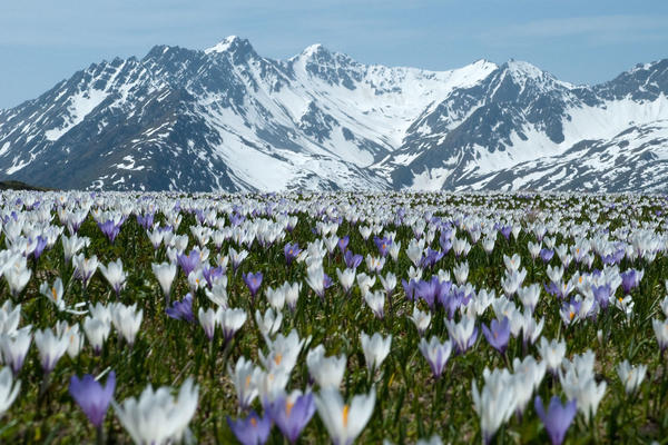 Ostern Krokus